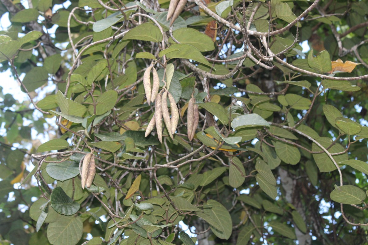 Chonemorpha fragrans (Moon) Alston